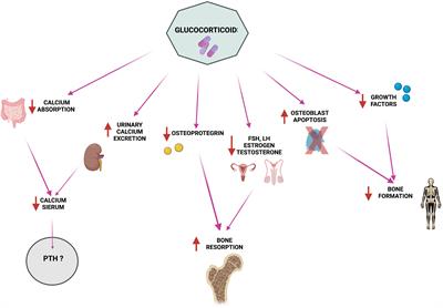 Endocrine sequelae of hematopoietic stem cell transplantation: Effects on mineral homeostasis and bone metabolism